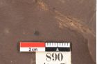 Foto (Detailsansicht) von Quercus palaeoilex Ettingshausen (NHMW-GEO-2024-0188-0890)